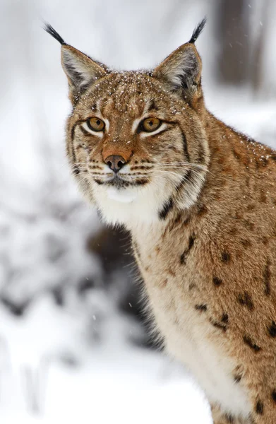 Wild Lynx — Stock Photo, Image