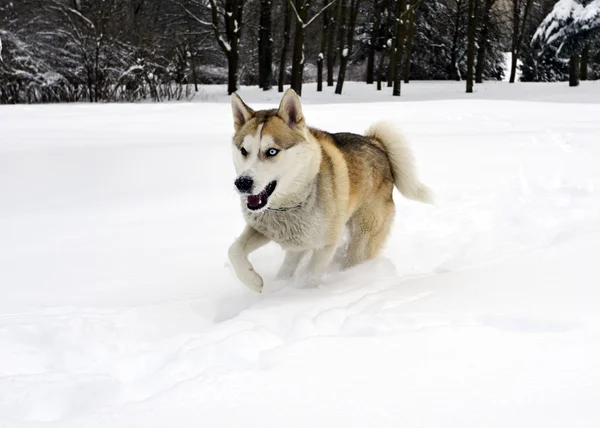 Husky im Park — Stockfoto