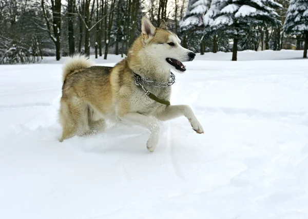 公園のハスキー — ストック写真