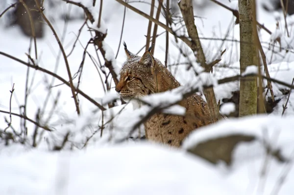 Winterluchs — Stockfoto