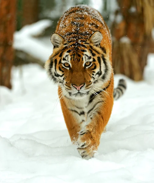 Amur kaplanı — Stok fotoğraf