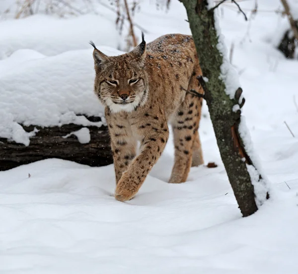 Lince selvagem — Fotografia de Stock