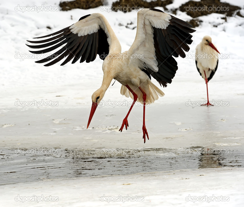 Stork in its natural habitat