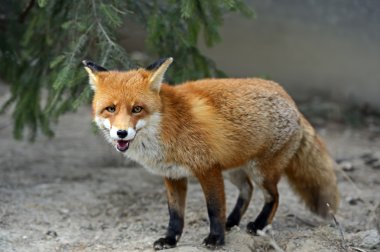 doğal yaşam alanı içinde Fox portre