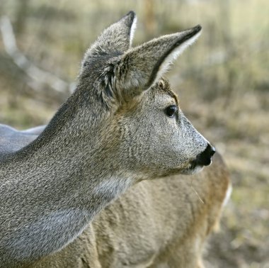 Kızıl geyik doğal ortamlarında
