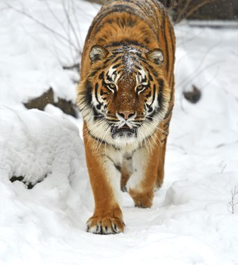 Amur kaplanı