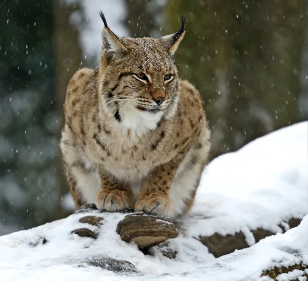 Kış lynx — Stok fotoğraf