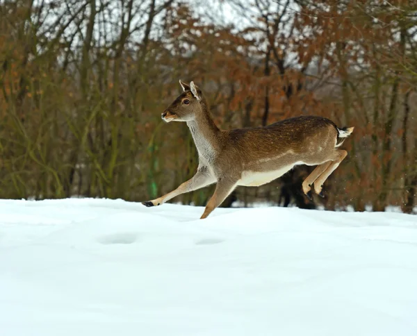 Deer — Stock Photo, Image