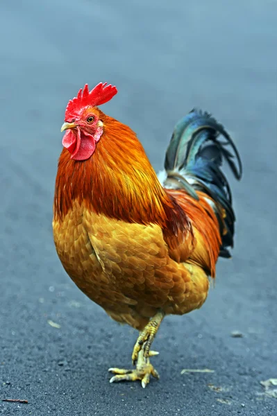 Retrato de gallo mascota en la granja — Foto de Stock