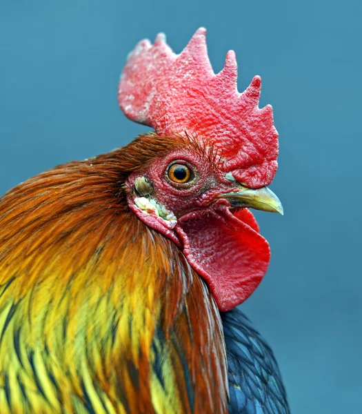 Portrait pet rooster on the farm — Stock Photo, Image