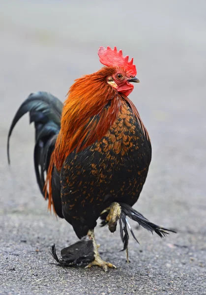 Retrato de gallo mascota en la granja — Foto de Stock