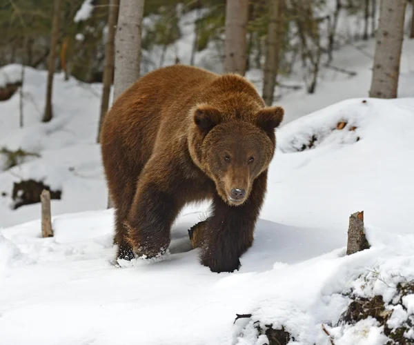 冬には森の中でヒグマ — ストック写真