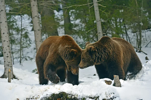 Brown bear in the woods in winter — Stock Photo, Image