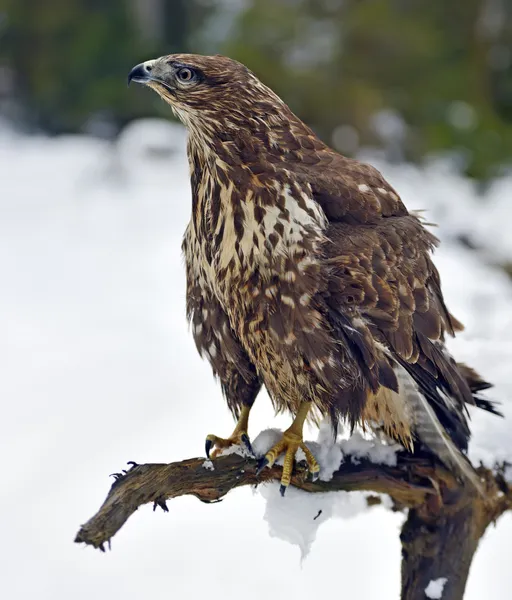 Mäusebussard — Stockfoto