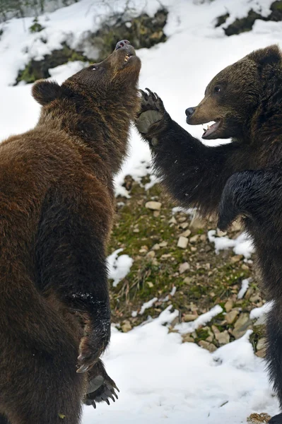 Urso marrom na floresta no inverno — Fotografia de Stock