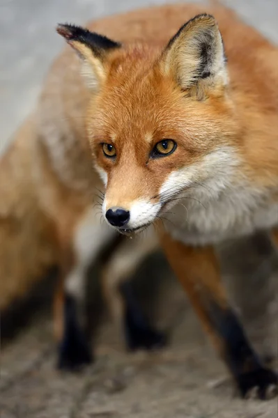 Портрет лисицы в естественной среде обитания — стоковое фото