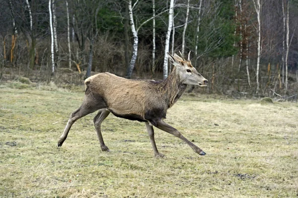 Rode herten in hun natuurlijke habitat — Stockfoto