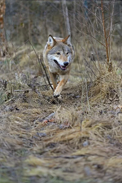 森の中で灰色オオカミ — ストック写真