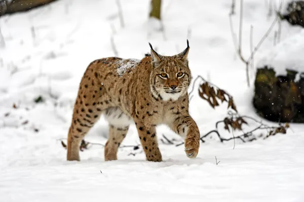 Winter Lynx — Stockfoto