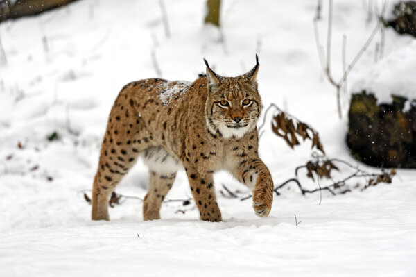 winter Lynx