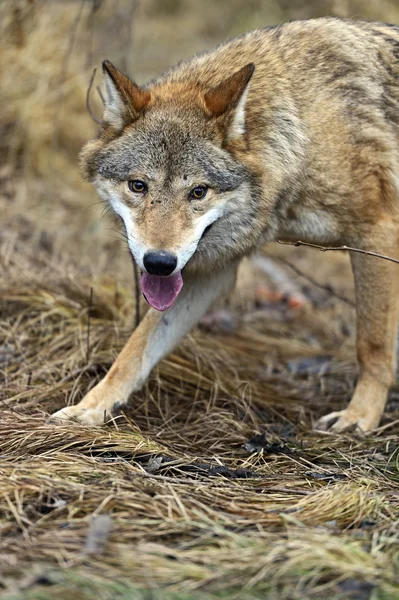 Gray Wolf in the woods — Stock Photo, Image