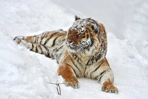 Amur Tygrys — Zdjęcie stockowe