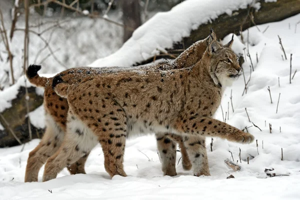 Vintern lynx — Stockfoto