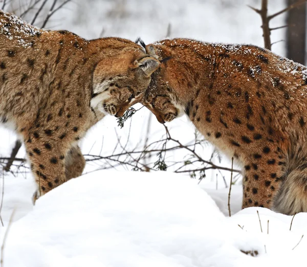 Winter Lynx — Stock Photo, Image