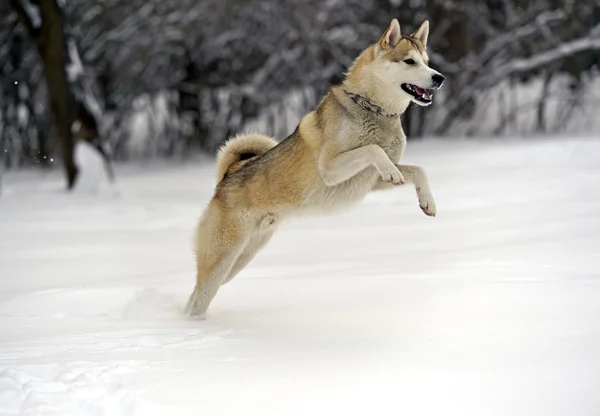 Husky — Stockfoto