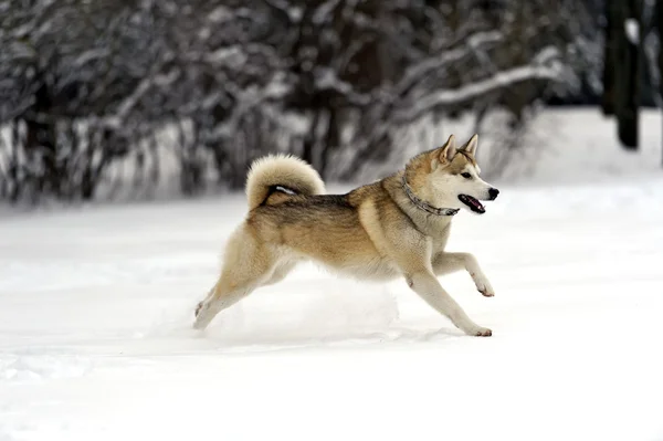 Husky — Stockfoto