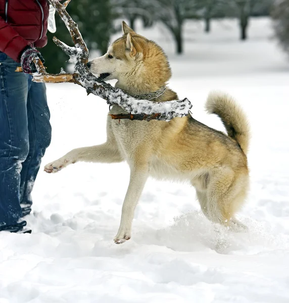 Husky — Stockfoto