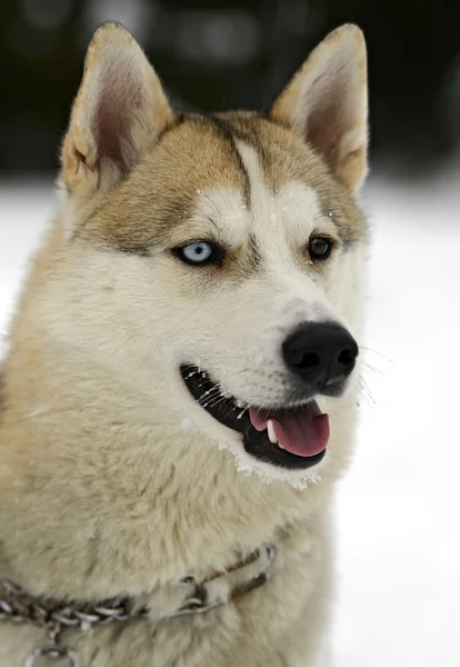 Husky. — Foto de Stock