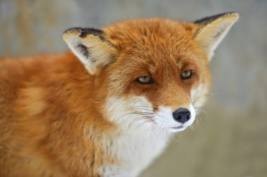 Fox portre