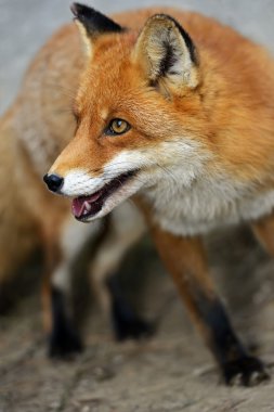 Fox portre