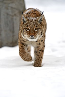 vahşi lynx