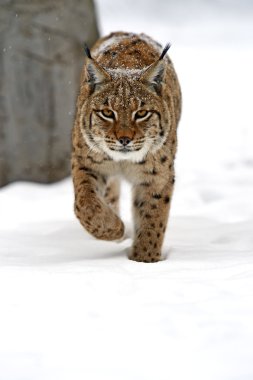 Wild Lynx clipart