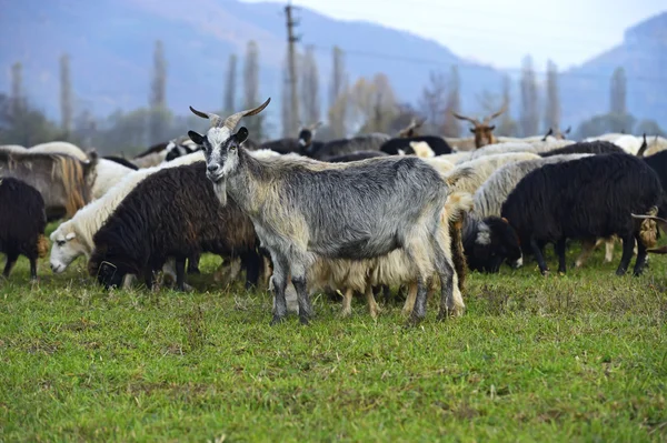 Koyun ang keçi sürüsü — Stok fotoğraf