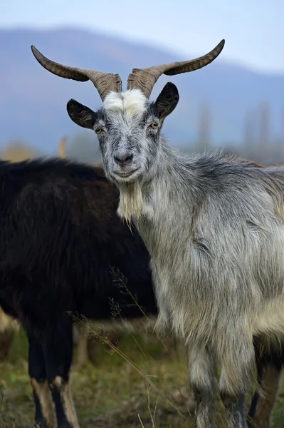 山の牧草地に羊の群れ — ストック写真
