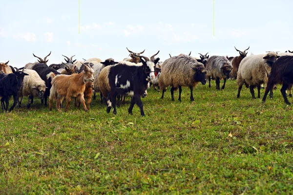 Herd of sheep on a mountain pasture — Stock Photo, Image