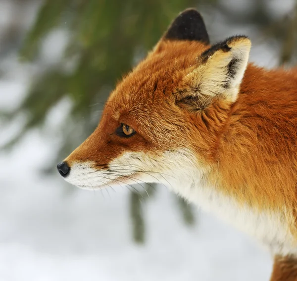 Fox portrét — Stock fotografie