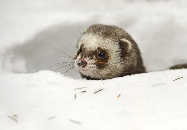 Forest polecat — Stock Photo, Image