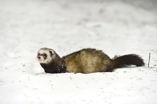 Forest ferret — Stock Photo, Image