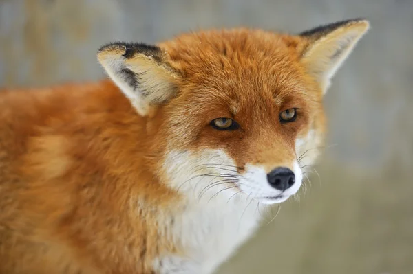 Fox portrait — Stock Photo, Image
