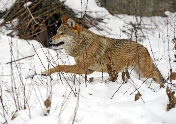 Grauer Wolf — Stockfoto