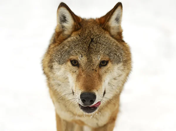 Grijze wolf — Stockfoto