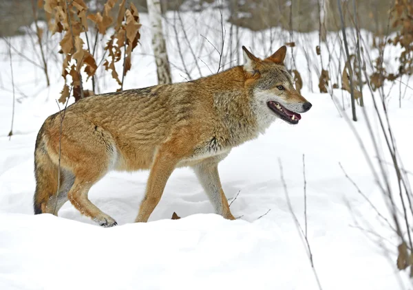 Gray Wolf — Stock Photo, Image