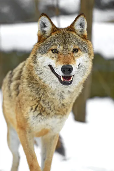 Grauer Wolf — Stockfoto