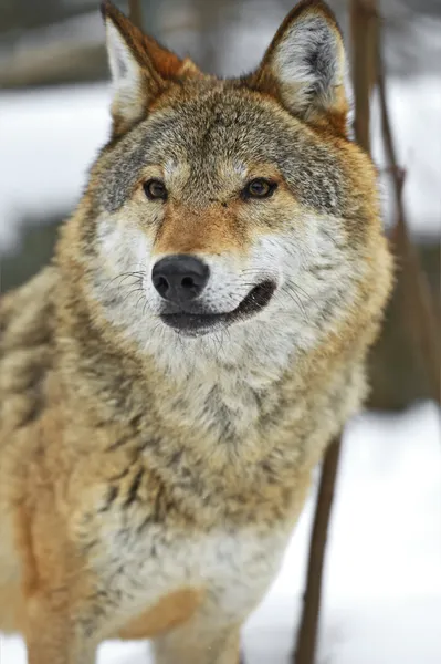 Lobo cinzento — Fotografia de Stock
