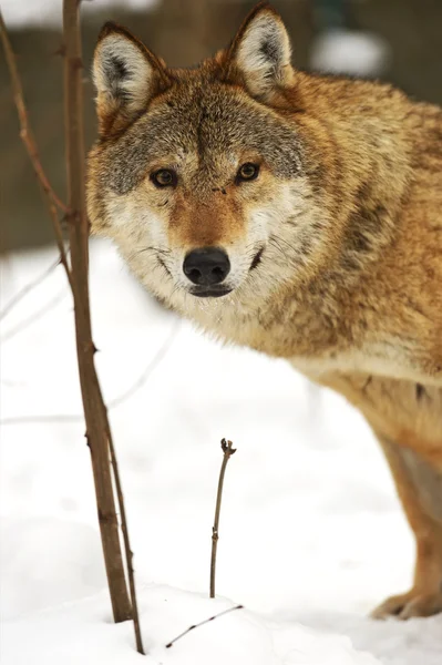 Grijze wolf — Stockfoto