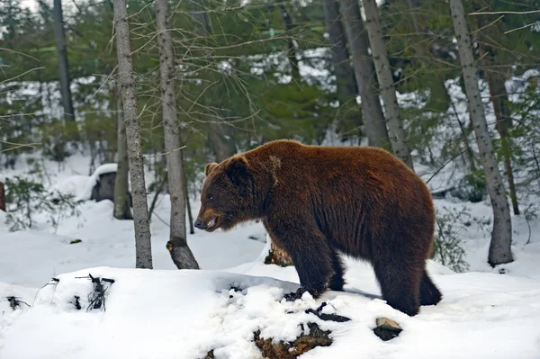 Brown bear — Stock Photo, Image